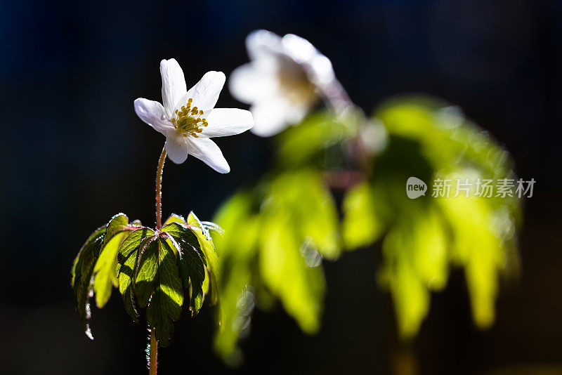 海葵(anemone nemorosa)